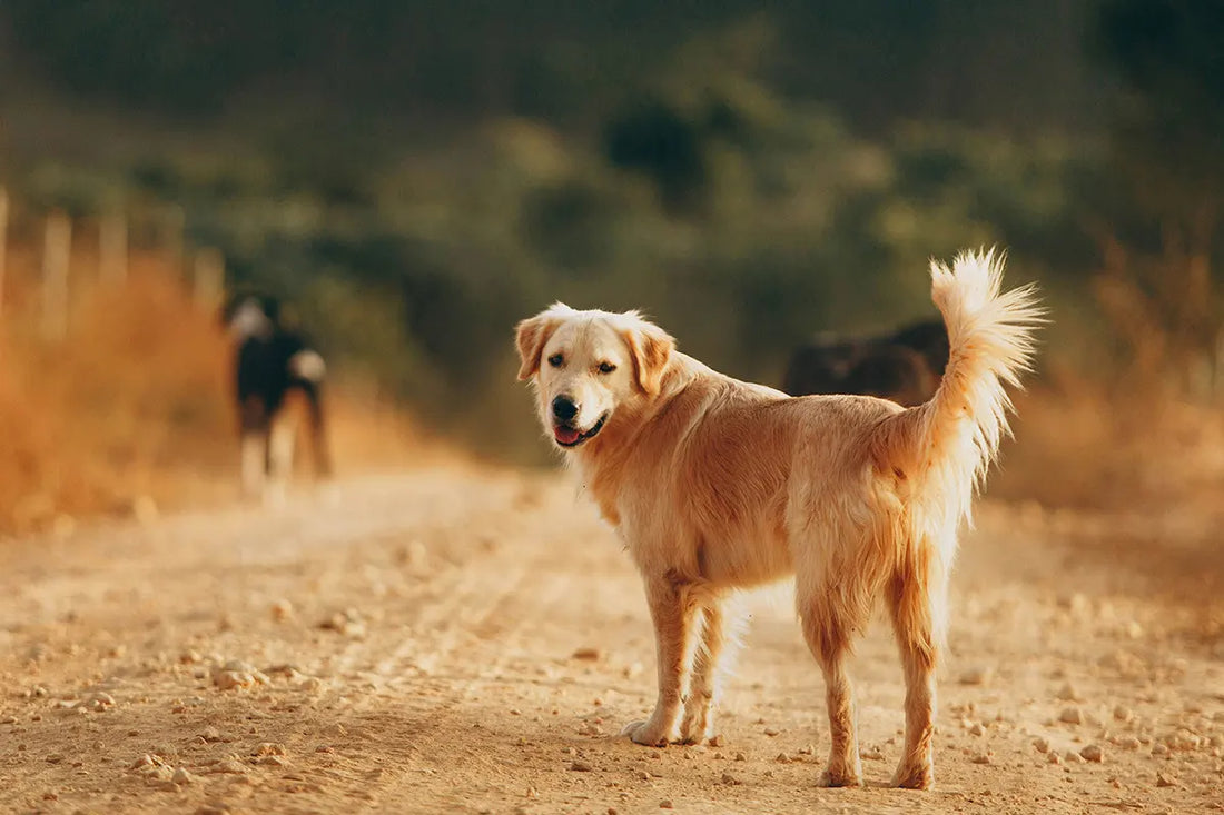 Canine Cognitive Dysfunction